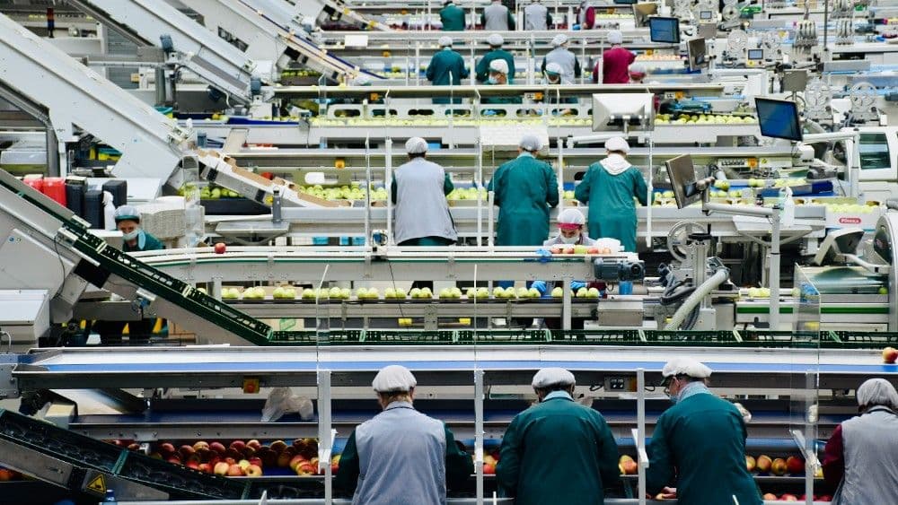 Production staff sorting apples across multiple food-processing conveyor lines